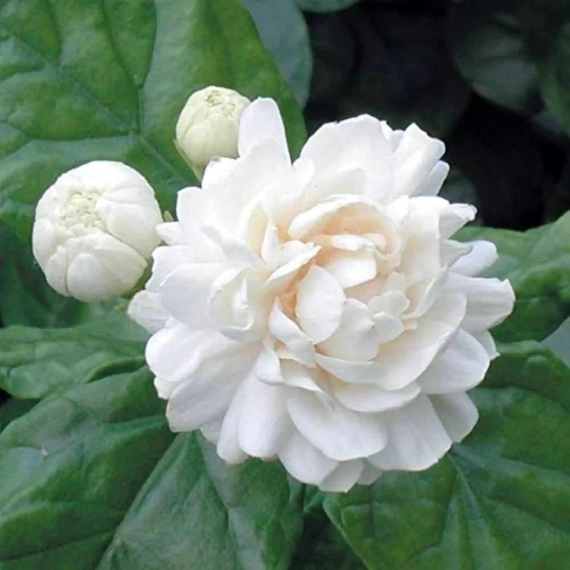 Mogra Desi Plant
